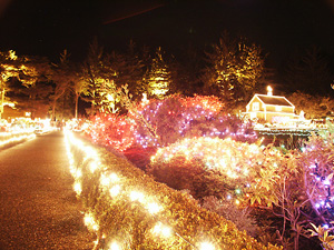 Holiday Lighting